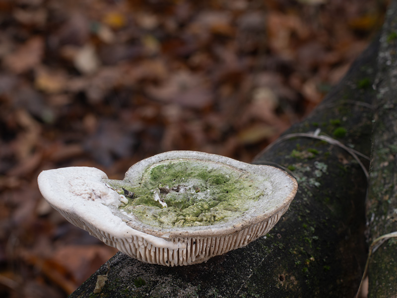 Cellulariella warnieri